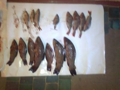 За вилов риби волинянина оштрафують на 23 тисячі